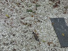 -佰园全日西餐厅-厦门佰翔软件园酒店