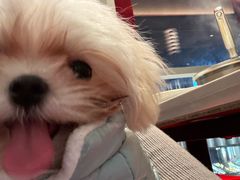 -翊宠yipet猫狗购宠庄园犬舍•猫舍