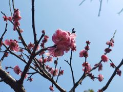 -洋湖国家湿地公园
