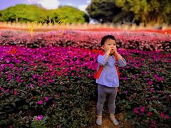 -松山湖梦幻百花洲