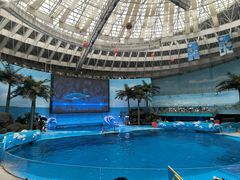-海合安成都极地海洋公园