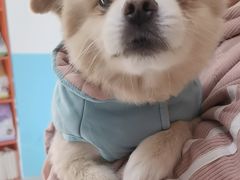 -瑞派福兴宠物医院犬猫全科·骨科·中西医结合(河东店)