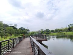 -王借岗森林公园