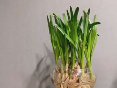 -金陵花卉交易市场