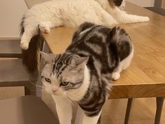 -有喵·猫咖·狗咖·30几只猫10只小狗(岗厦店)