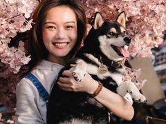 -柴犬高等学院·狗咖·柴犬售卖·宠物训练