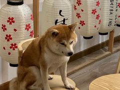 -柴迷FANS CLUB·柴犬狗咖·猫咖