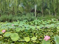 -石家庄市植物园