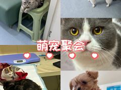 -佳怡动物医院·平价24小时·猫专科骨外科