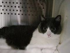-艾贝尔宠物医院·24H转诊中心·肿瘤猫专科(江宁双龙店)