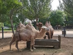 -长白岛森林公园