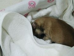 -爱侣宠医·鹦鹉专科·小型哺乳类·异宠专科(灵石路店)