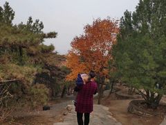 -北京鹫峰国家森林公园