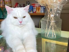 -飞行喵MR PILOT|猫舍·猫咖(静安大融城店)