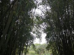 -桤木河湿地公园