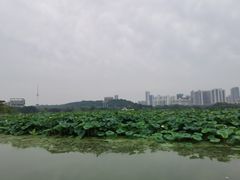 -月湖风景区