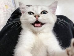 -客栈猫舍(中央北路店)