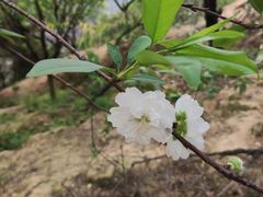 -南国桃园旅游度假区