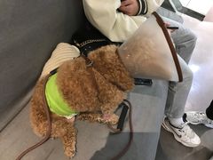 -御宝贝24h宠物医院·转诊中心·CT核磁血透中心(厦门总院)