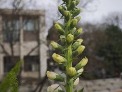 -北平花园·潮玩萌牙·北平咖啡(南锣鼓巷胡同店)