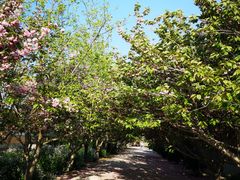 -莱阳濯村樱花园