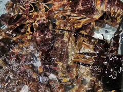 -浩运·海鲜青岛菜·海胆水饺(石老人店)