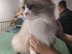 -喵喵咪呀布偶猫咖(春熙路店)