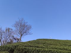 -龙坞茶村