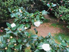 -中国科学院华南植物园