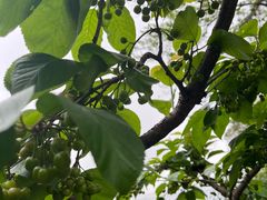 -桃源山庄·水蜜桃采摘·柴火鸡·烧烤团建(龙泉山店)
