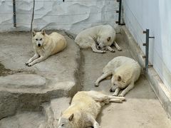 -大连森林动物园