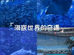 -海合安成都极地海洋公园