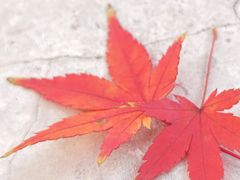 -Manner Coffee(芮欧百货店)