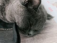 -荔康动物医院(康王北路店)