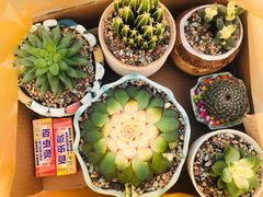 -秦美花卉(天朗·莱茵小城2期店)