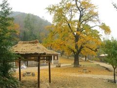 -千年银杏谷文化旅游区