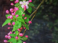 -海棠花溪(元大都城垣遗址公园)