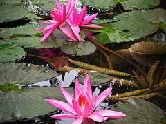 -海南热带野生动植物园