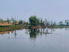 -洱海月湿地公园