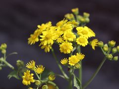 -宁波浙东大竹海景区