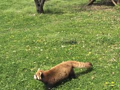 -合肥野生动物园