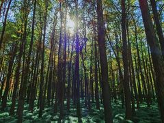 -上海共青森林公园