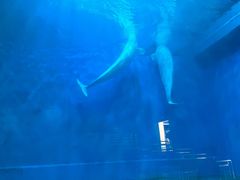 -芜湖新华联大白鲸海洋公园