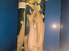 -上海海洋大学鱼文化博物馆(军工路校区)