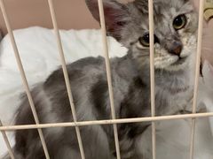 -嘉馨宠物医院·CT影像转诊·心脏科·犬猫全科诊疗中心(下沙大学城院区)