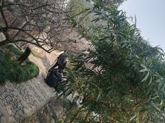 -香雪海
