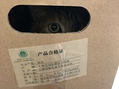 -心语宠物医院·急重症转诊中心·瑞辰华诺(南青路店)