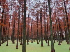 -渌洋湖湿地公园