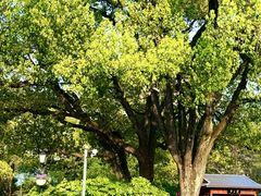 -棕榈岛海鲜自助餐厅(虹桥迎宾馆店)
