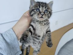 -萌兽医馆·宠物医院·猫骨科(创景店)